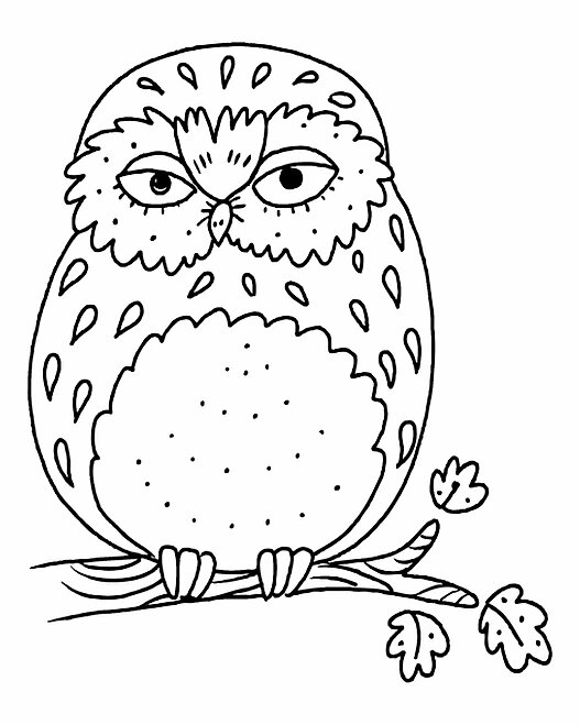 OWL-3.jpg